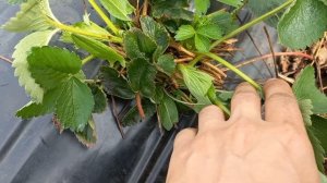 КЛУБНИКА, КТО РАНЬШЕ ЦВЕТЕТ? АЛЬБА,АЗИЯ,КЛЕРИ,АПРИКА....