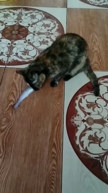 Рыбка большая,а ротик маленький. Стянула- надо есть!#cat смотреть онлайн