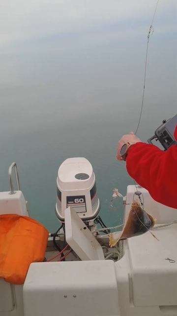 #сахалин #рыбалка#камбала смотреть онлайн