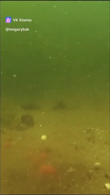 линь и бойлы в пруду смотреть онлайн