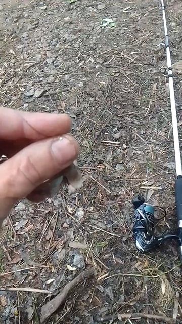 ловля судака на филе от рыбы 👍💪#новгород #рыбалка #су смотреть онлайн