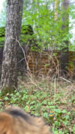 Лесной вайб🌳😻 #котики #природа #леснойвайб