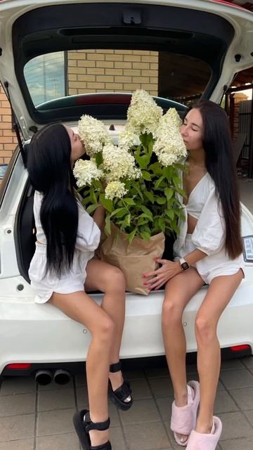 #гортензии #питомникрастений #доставка смотреть онлайн