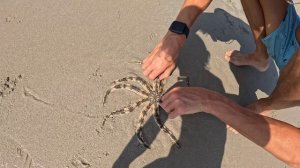 Морские звезды. Как спасали их на тайном пляже Вьетнама