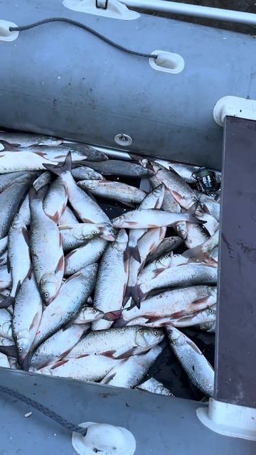 весна 24,джиг смотреть онлайн