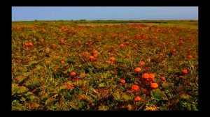 ГИБЛЫЕ БОЛОТА СИБИРИ!! Самое большое болото в мире! #си?