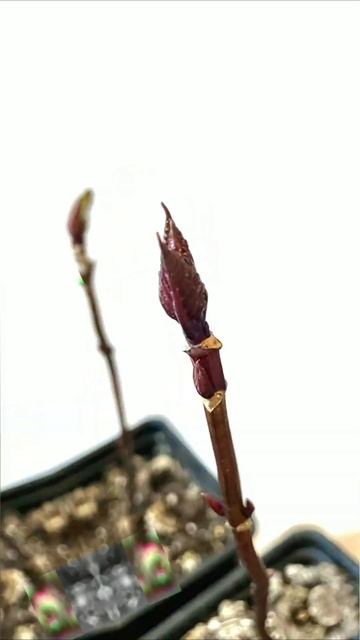 Возможна ли зимовка в домашних условиях?  #крупнолистн смотреть онлайн