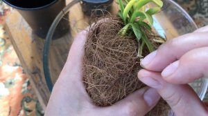 Посадка неофинетии