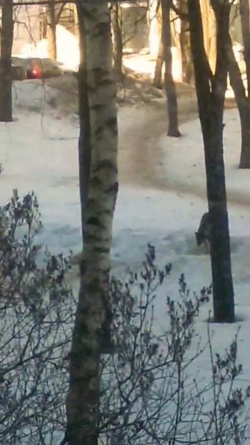 Мои дорогие подписчики.У нас в доме у людей есть и соба смотреть онлайн