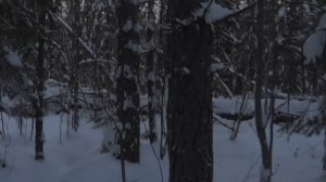 Охота на Куницу и Соболя капканами. Сезон 24-25г. / ОХОТА ?