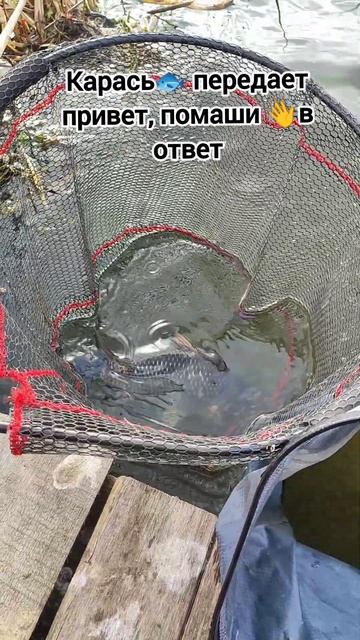 #рыбалка #рыбалканафидер #фидер #fishing #рыбалканаозере #? смотреть онлайн