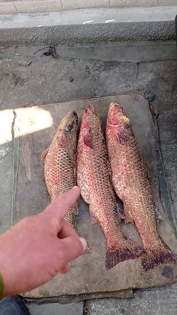 Крым#рыбалка#Азовское море#первый улов смотреть онлайн