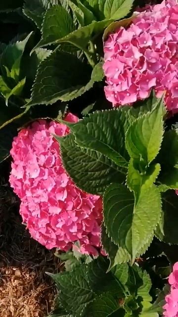 Red Baron в цвету смотреть онлайн