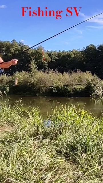 Осенняя Рыбалка Американский Сом на Манку Лесные Озер смотреть онлайн