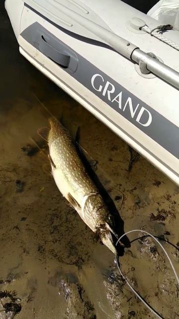 Трофейная щука на кукане. #щука #рыбалка #спиннинг смотреть онлайн