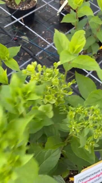 #gardenlight #гортензияметельчатая #гортензия #hidrangea #paniculata смотреть онлайн