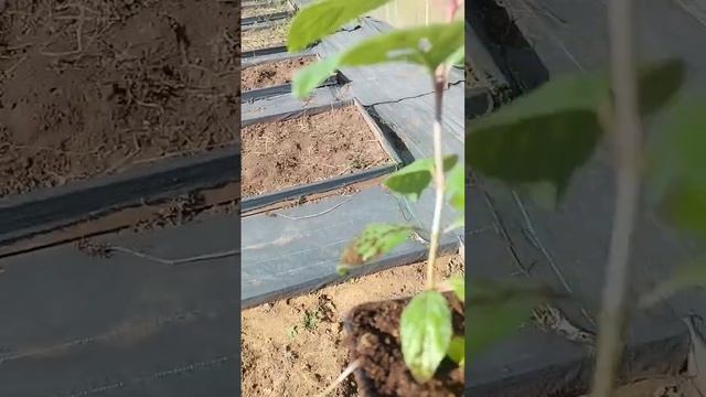 Как будут зимовать мои малышки гортензии) смотреть онлайн