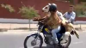 Прикол. Овца на мотоцикле.