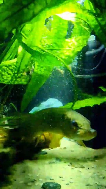 Одомашненный щукарь.Щука которая живёт в аквариуме. #а смотреть онлайн