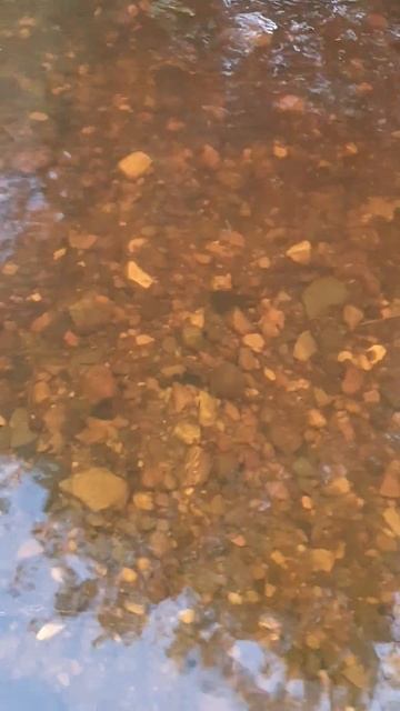 Рыбалка, елец зашел на нерест / Fishing, dace has come to spawn. смотреть онлайн