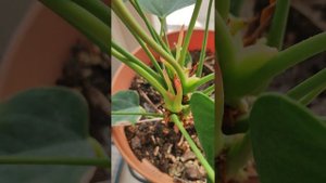 Новый Цветок или Листок на Антуриуме?Где образуется ц?