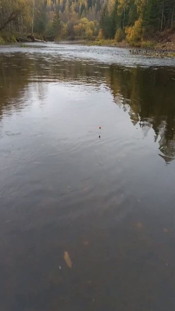 Золотая осень. Закрытие сезона на хариуса по жидкой во смотреть онлайн