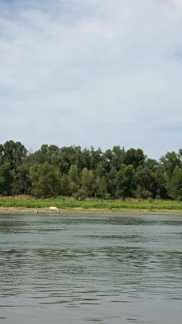 Рыбалка на Ахтубе #рыбалка #рыба #отдых #астрахань #Сел? смотреть онлайн