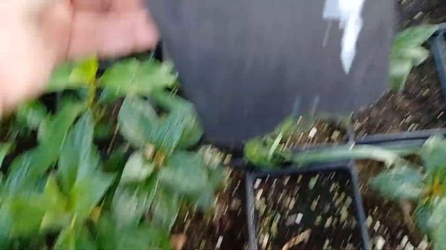 Обзор моих саженцев гортензий на отправку что остало?