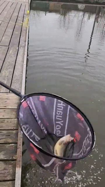 серебряная блесна #fishing #рыбалка #recommended #fish смотреть онлайн