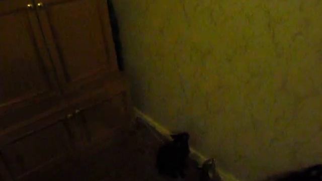 кошка прыгает на стену) в конце прикольная фраза)) смотреть онлайн