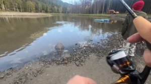 Форелевый платник Горный Алтай Big junior