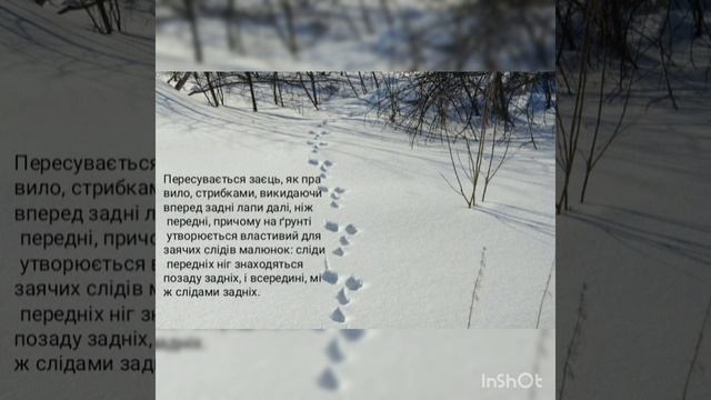 Заєць Русак цікаві факти.