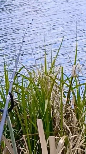 Рыбалка на фидер на карася 🎣 смотреть онлайн