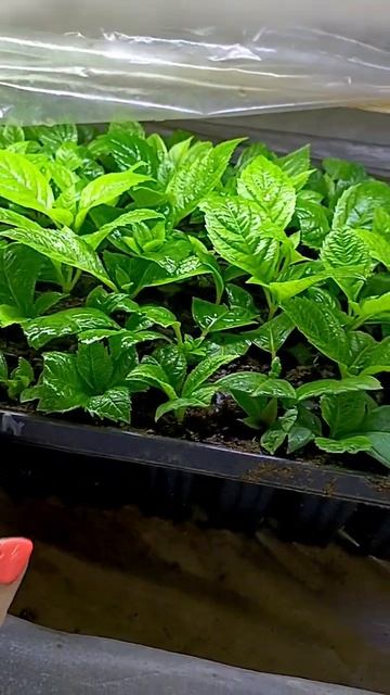 Гортензия в кассетах #саженцы #черенкование #гортензи? смотреть онлайн