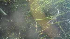 ОГОРОД - это не только овощи к столу, но и СПОРТЗАЛ