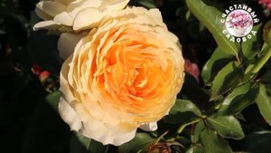 ЛУЧШИЕ ЧАЙНО-ГИБРИДЫЕ РОЗЫ СЕЗОНА 2024. РОЗЫ В САДУ. ИДЕА