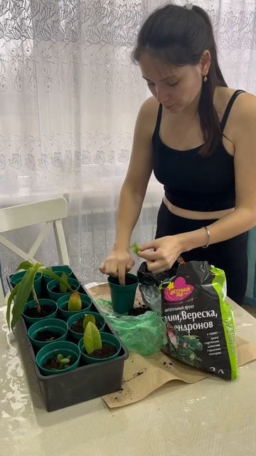 #plantingplants попытки размножить замик и вырастить гранат смотреть онлайн