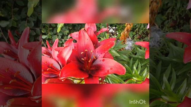 Александровский сад Дарьи Александровны 😊🌸🌷