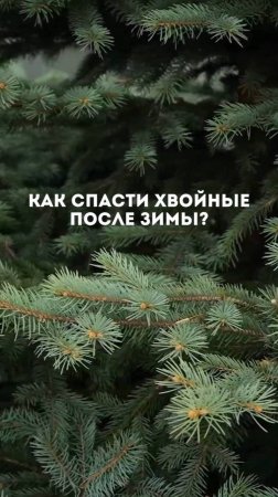 🌲Уход за хвойными весной — залог их красоты и здоровья весь сезон.