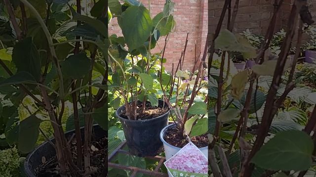 #Новинки !Древовидные гортензий еще 2 сорта ! #мечта #цв? смотреть онлайн