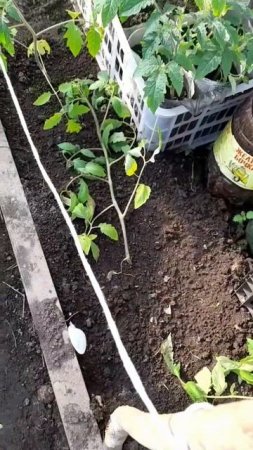 Высадила томаты, что добавила в лунку