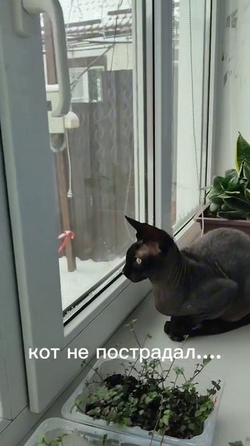 кот и семена молодило #краснодарскийкрай #сад #тимашев смотреть онлайн