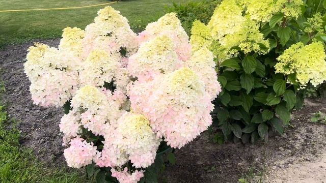 И это только начало 🥰 Пинкачу))) смотреть онлайн