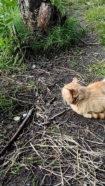 рыбалка с котом смотреть онлайн