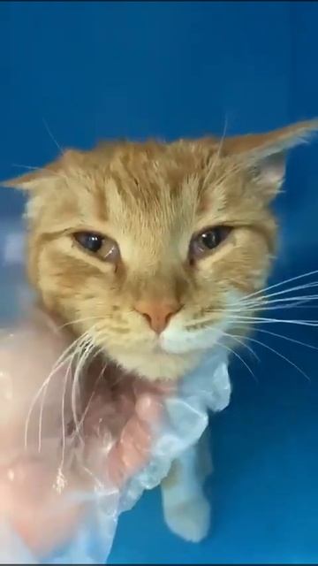 Upd. Есть куратор❤Мяучелла, котёнок 7 месяцев.Сегодня в? смотреть онлайн