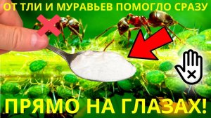 Как Избавиться от Муравьев и Тли на огороде: секретное средство за 50 рублей
