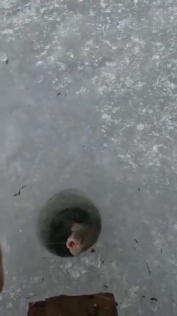 #эхолот #зимняяловлярыбы #рыбалка #питербург #лещь #клю смотреть онлайн