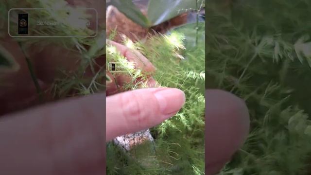 Аспарагус на фитильном поливе, отзыв! #растенияуход #д?