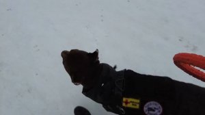 Первая серия!Гуляем с доберманом.