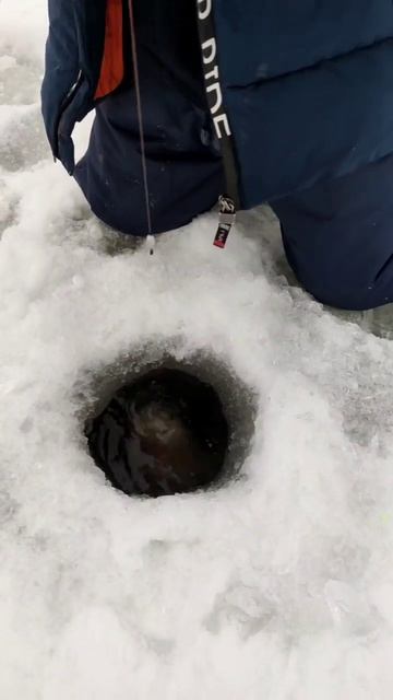 Форелевая рыбалка зимой с детьми